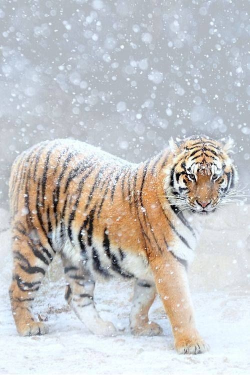 Bishop Timon - Snowy Tiger